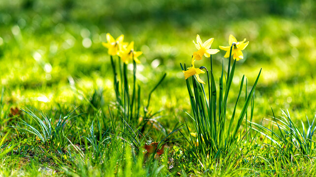 common daffodils in spring