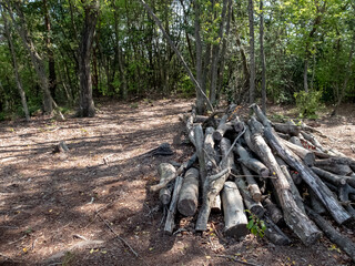 新緑の公園をのんびり散策