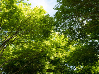 Fototapeta premium まぶしい新緑の公園をのんびり散策