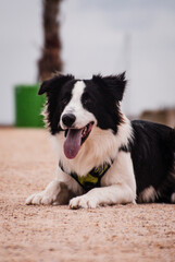 border collie dog