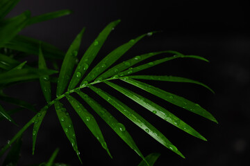 Tropical palm leaves on a black background.