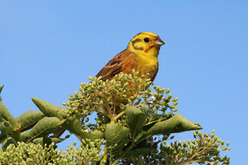 Trznadel na krzaku czarnego bzu © Henryk Guziak