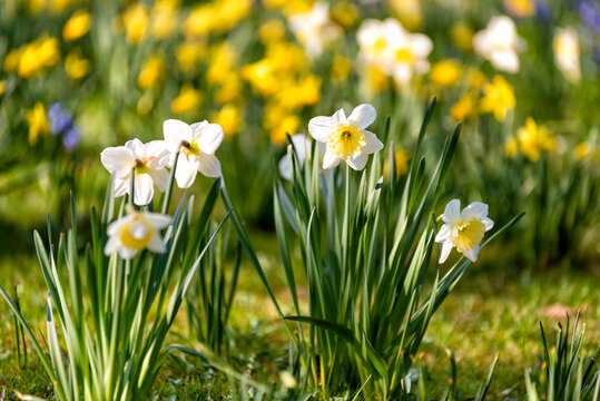 white daffodils in spring