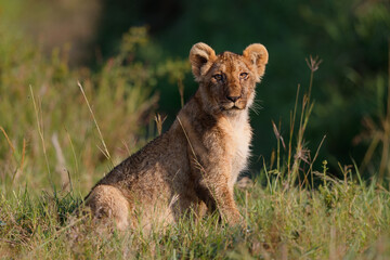 Lion cub hanging around close to their mother the Masai Mara National Reserve in Kenya