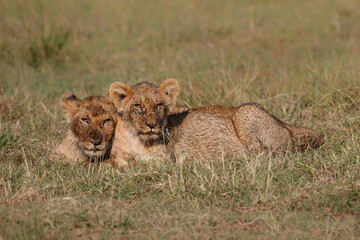Fototapeta na wymiar Lion cub hanging around close to their mother the Masai Mara National Reserve in Kenya