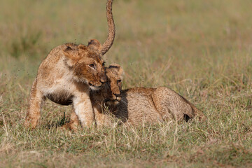Lion cub hanging around close to their mother the Masai Mara National Reserve in Kenya