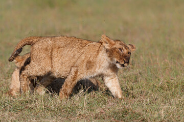 Lion cub hanging around close to their mother the Masai Mara National Reserve in Kenya