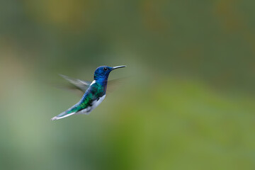 The white-necked jacobin (Florisuga mellivora) flying in the rainforest in the Northwest of Costa Rica