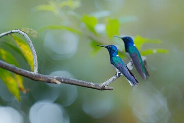 The white-necked jacobin (Florisuga mellivora) sitting on a branch in the rainforest in the Northwest of Costa Rica