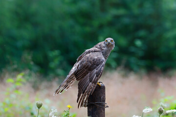 Northern goshawk (accipiter gentilis) searching for food in the forest of Noord Brabant in the Netherlands