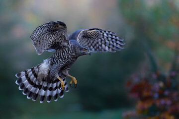 Northern goshawk (accipiter gentilis) searching for food in the forest of Noord Brabant in the...