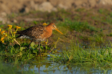 Black-tailed Godwit (Limosa Limosa) searching for food in the meadows in the Netherlands                               