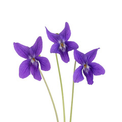 Fleurs de violette	