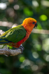 retrato de un loro jandaya