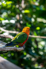 retrato de un loro jandaya