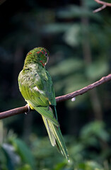 Retrato de un loro en el parque de aves