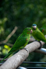 Retrato de un loro en el parque de aves