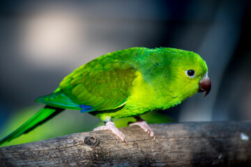 Retrato de un loro en el parque de aves