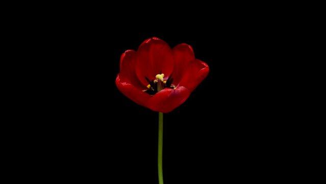 Timelapse of red tulip flower blooming on black background, holidays concept