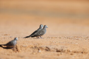 Zebra dove (Geopelia striata) in Borneo island, Malaysia