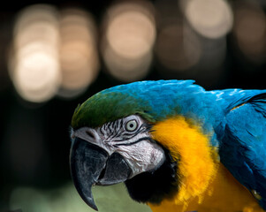retrato de un guacamayo azul y amarillo - Ara ararauna. aves en peligro de extincion