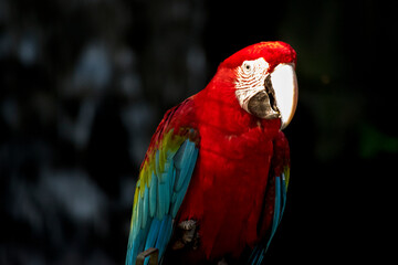 Retrato de un guacamayo escarlata