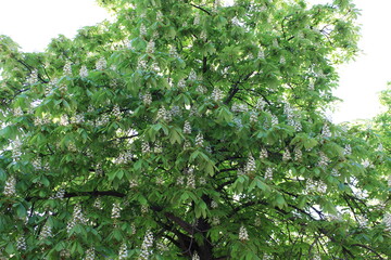 White candles of chestnuts blossomed in the spring on the trees