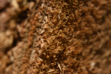 Weathered Wood Grain From the End of a Log