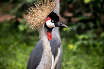Fototapeta premium Grulla coronada negra (Balearica pavonina) retrato