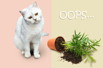 White British cat knocked over a flower pot.