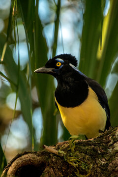 Retrato de una urraca com&uacute;n en las Cataratas del Iguaz&uacute;