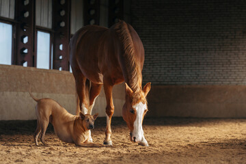 dog and a red horse in the stable. Thai Ridgeback. Animals communicating with each other 