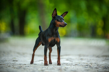 Zwerg Pinscher in the spring garden