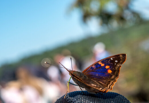 Mariposa Doxocopa agathina wen lsa cataratas del Iguaz&uacute;