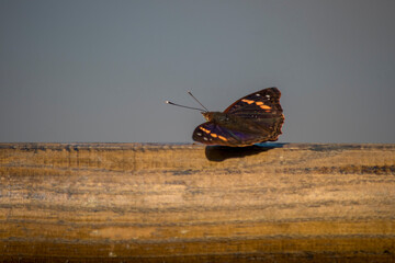 Mariposa doxocopa agathina en las cataratas del iguazú