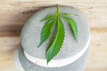 Fototapeta na wymiar cannabis leaves.marijuana hemp weed