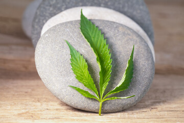 Obraz na płótnie Canvas cannabis leaves.marijuana hemp weed