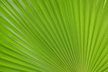 Mexican Fan Palm or Washingtonia Robusta