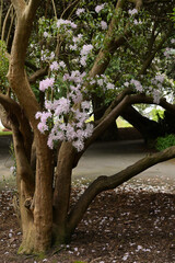 Rhododendron maximum or great laurel flowers