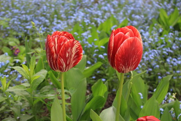 Multi-colored tulips bloom on a sunny spring day in a flowerbed in the park