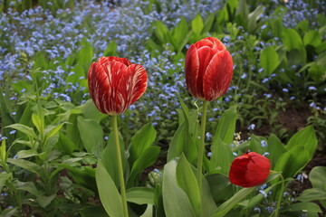 Multi-colored tulips bloom on a sunny spring day in a flowerbed in the park