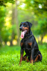 
Doberman on a green background 