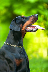 
Doberman on a green background 