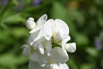 Fototapeta premium White Flowering Sweet Pea Climbing Vine in a Garden