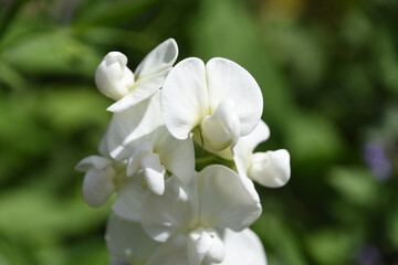 Fototapeta na wymiar White Sweet Pea Flower Blossoms Blooming in the Spring
