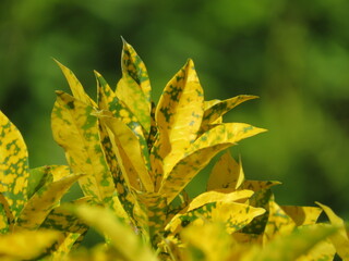Hojas amarillas en Panamá