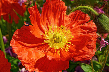a beautiful red flower