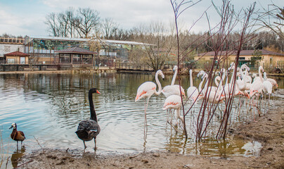 A colony of pink flamingos, a black swan and a duck near the shore of the reservoir. Rare species of animals and birds can be preserved by growing them in zoos and private farms. 