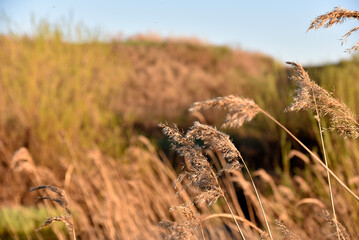Scirpus reed is a genus of perennial and annual coastal aquatic plants of the Sedge family