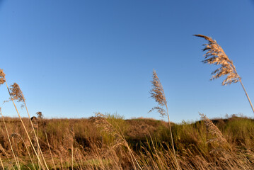 Scirpus reed is a genus of perennial and annual coastal aquatic plants of the Sedge family © Lushchikov Valeriy
